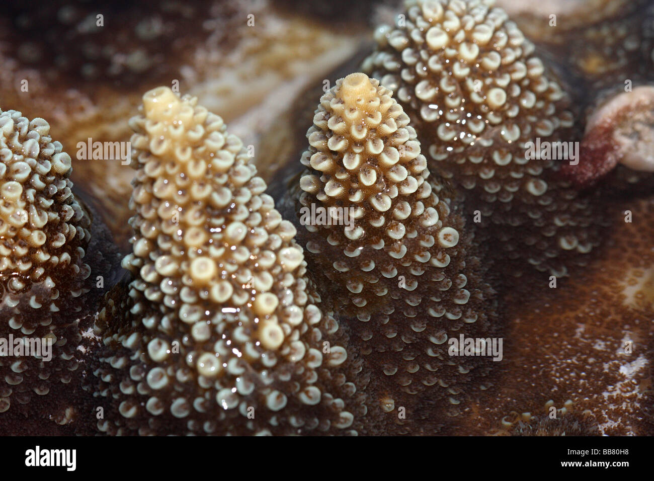 Coralli nella bassa marea, Kavaratti, Est Lagoon, delle Laccadive. Foto Stock