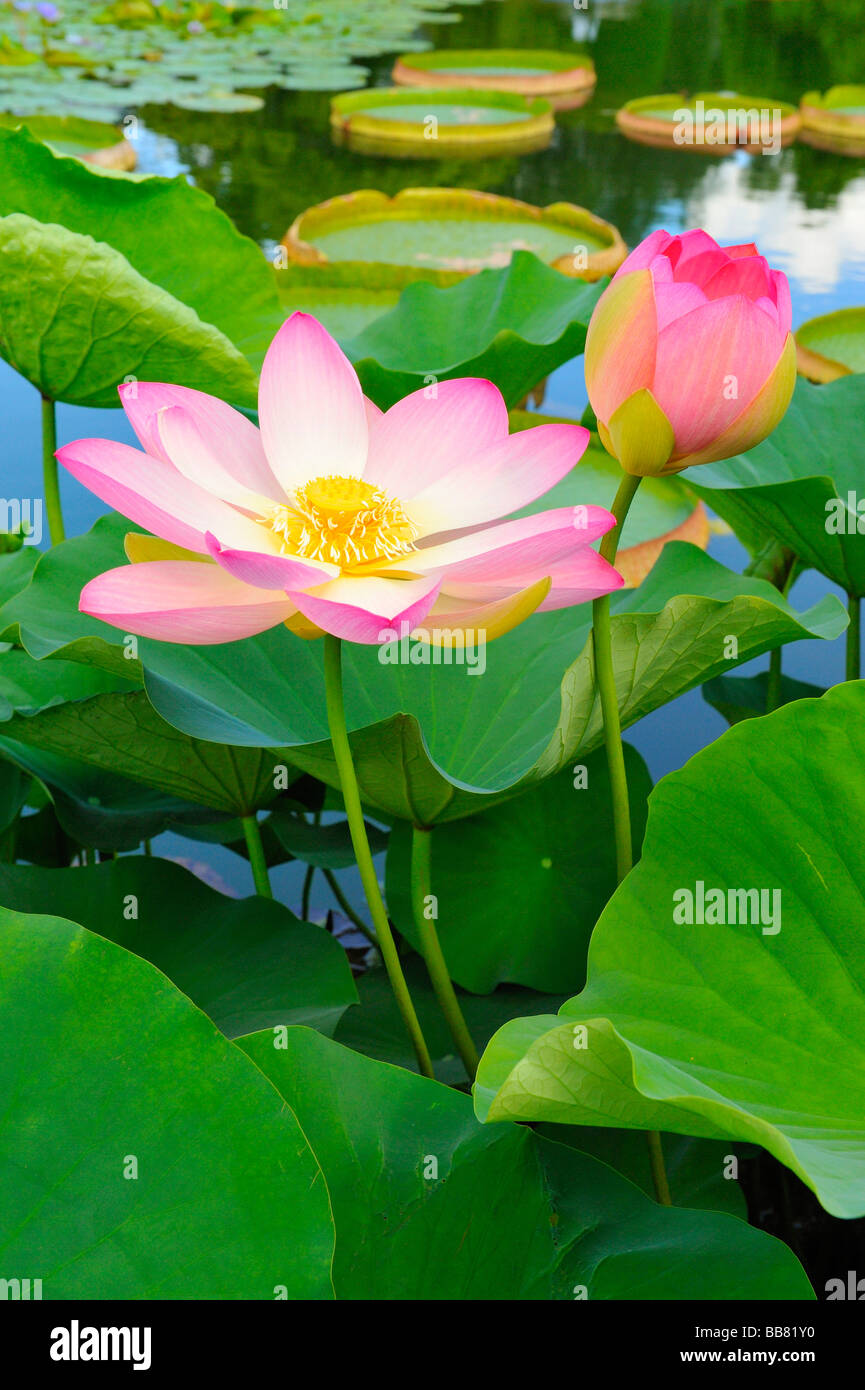 Indiano fiori di loto (Nelumbo nucifera) Foto Stock