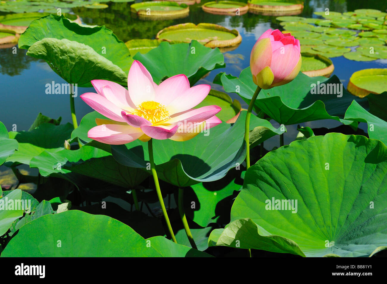 Indiano fiori di loto (Nelumbo nucifera) Foto Stock