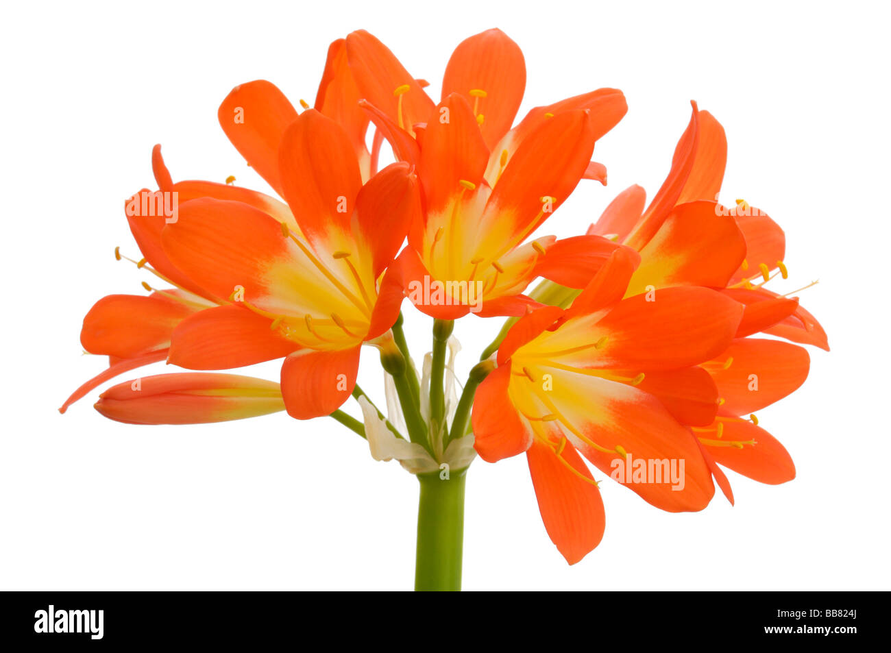 Bush Lily (Clivia miniata), Blossom Foto Stock