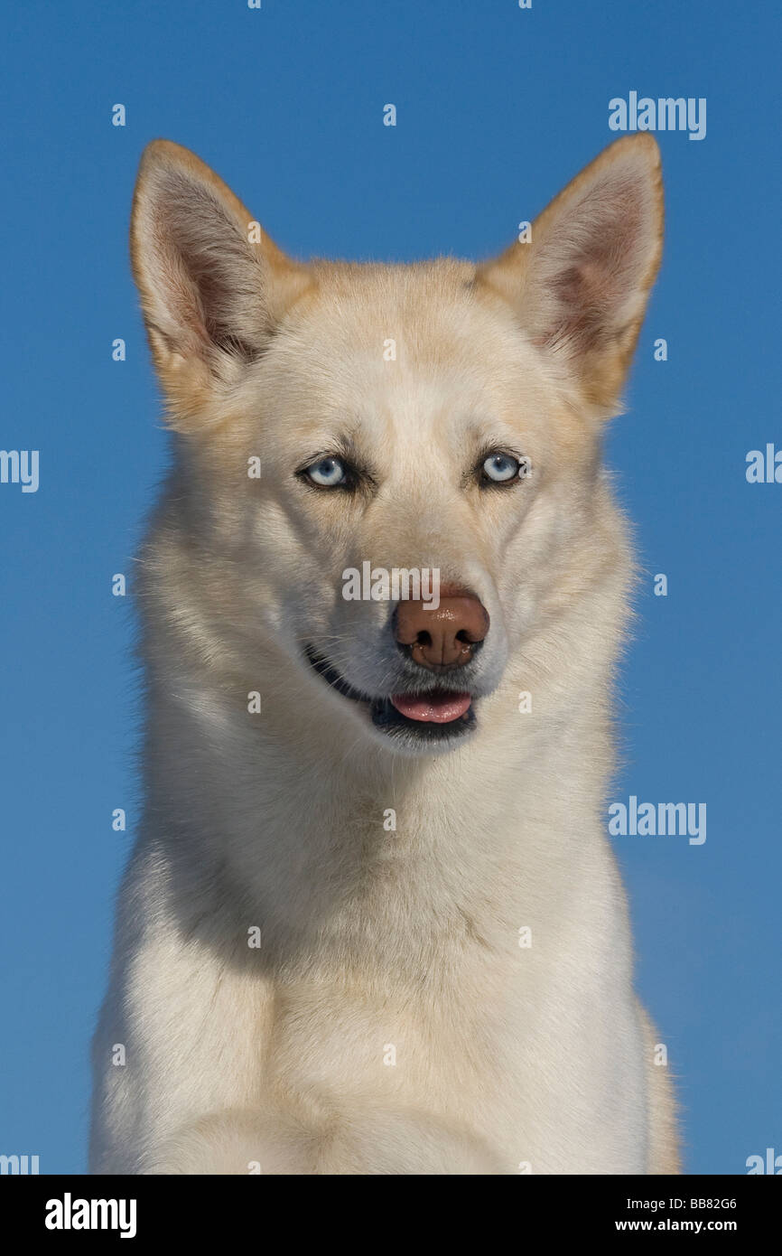 Ritratto di un maschio di Siberian Husky, 5 anni Foto Stock