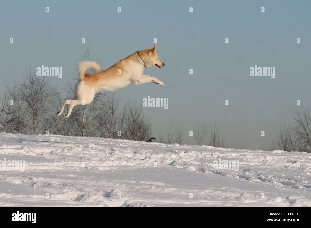 Maschio di Siberian Husky, 5 anni, di salto e in esecuzione attraverso la neve Foto Stock