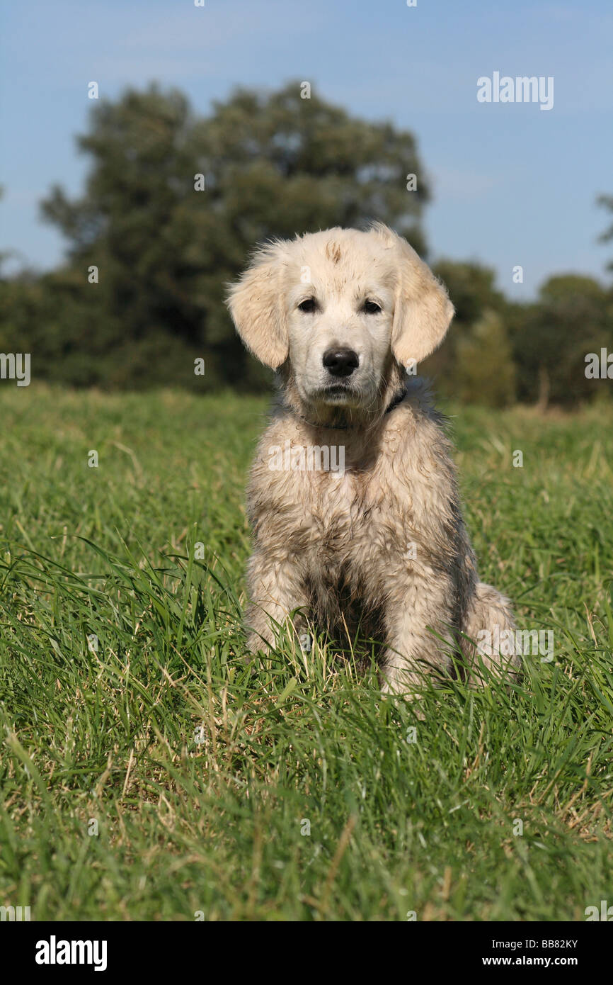 Sporco Golden Retriever, cucciolo, 14 settimane di età, seduto su un campo Foto Stock