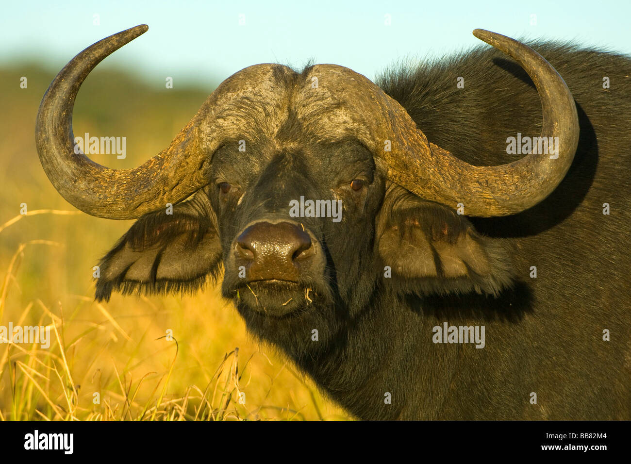 African Buffalo (Syncerus caffer) nell'ultimo giorno, ritratto, Chobe National Park, Botswana, Africa Foto Stock