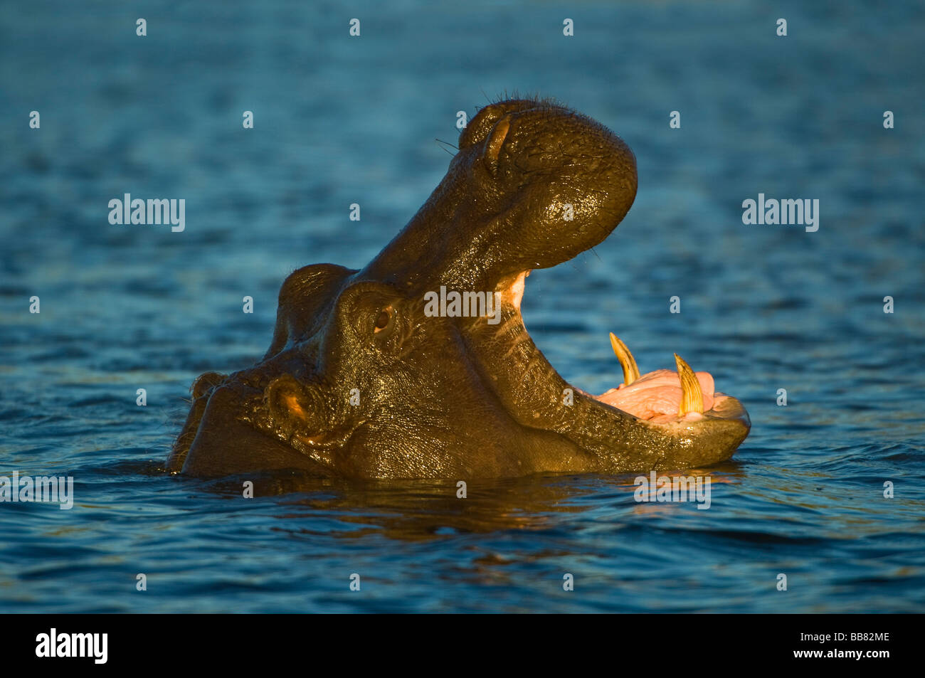 Ippona (Hippopotamus amphibius) sbadigli, Chobe National Park, Botswana, Africa Foto Stock