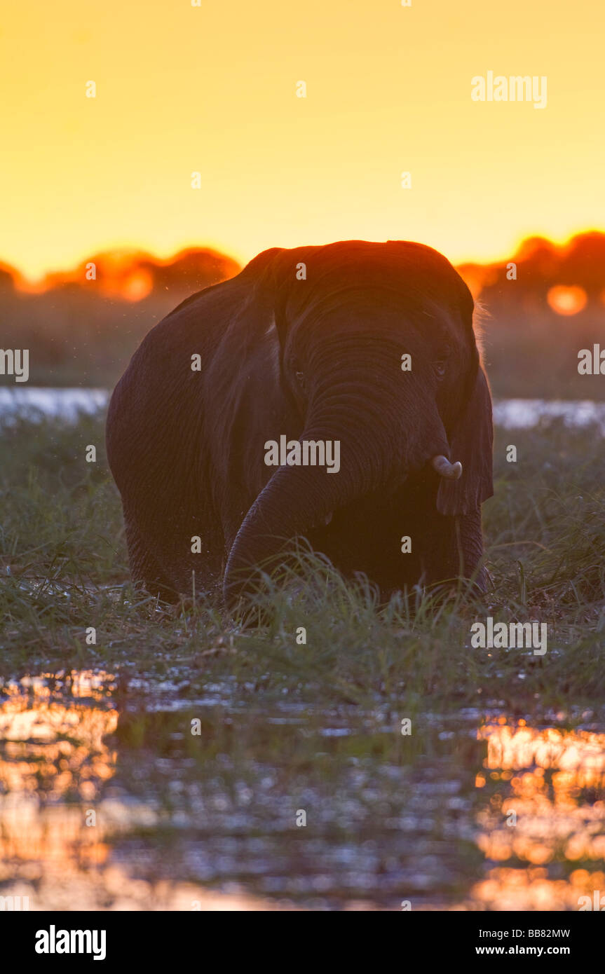 Bush africano Elefante africano (Loxodonta africana) in piedi il fiume Chobe, al tramonto, Chobe National Park, Botswana, Africa Foto Stock