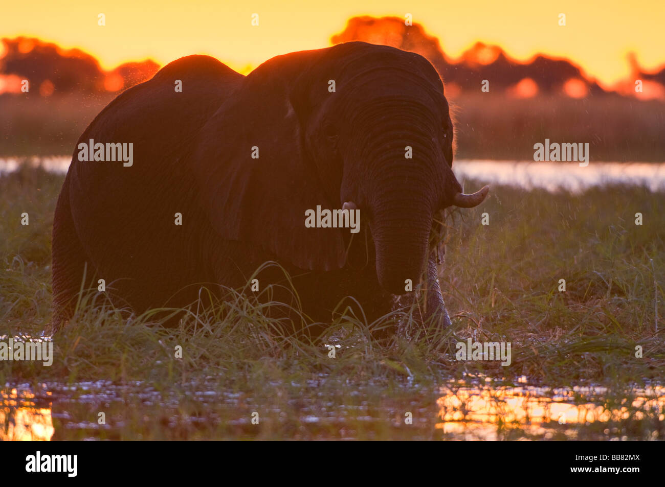 Bush africano Elefante africano (Loxodonta africana) in piedi il fiume Chobe, al tramonto, Chobe National Park, Botswana, Africa Foto Stock
