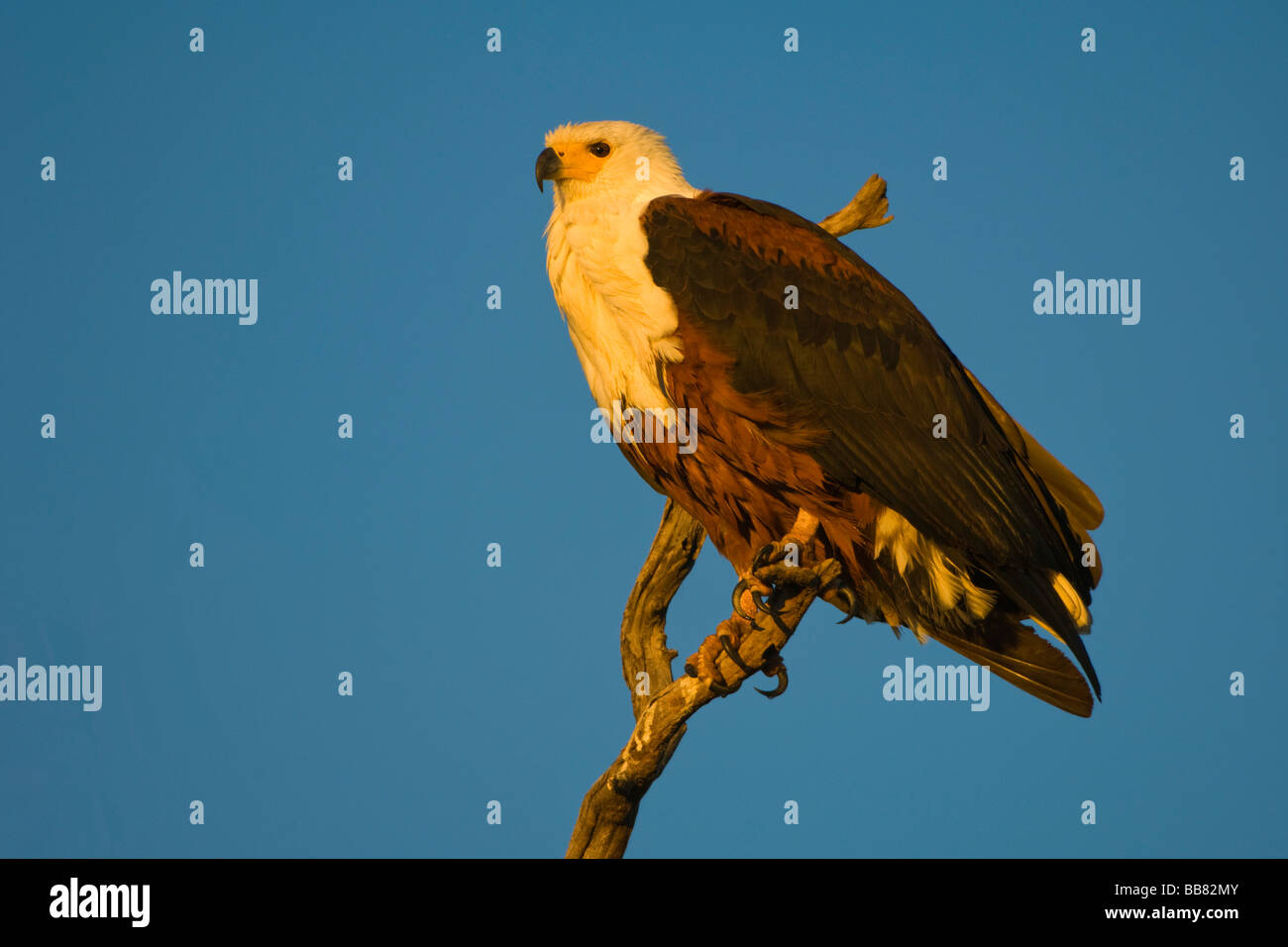 African Fish Eagle (Haliaeetus vocifer) sul suo pesce persico nel primo giorno, Chobe National Park, Botswana, Africa Foto Stock