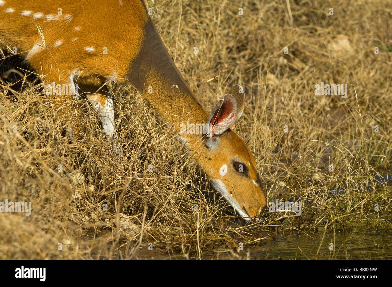 Bushbuck (Tragelaphus scriptus) bere, Chobe National Park, Botswana, Africa Foto Stock