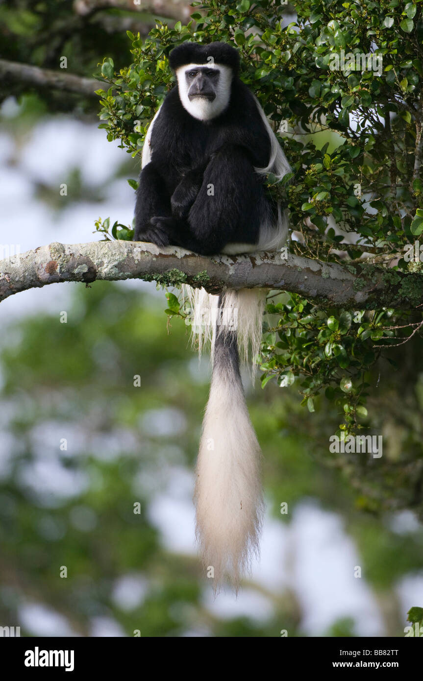 Mantled (Guereza Colobus guereza), Monte Kenya National Park, Kenya, Africa orientale Foto Stock
