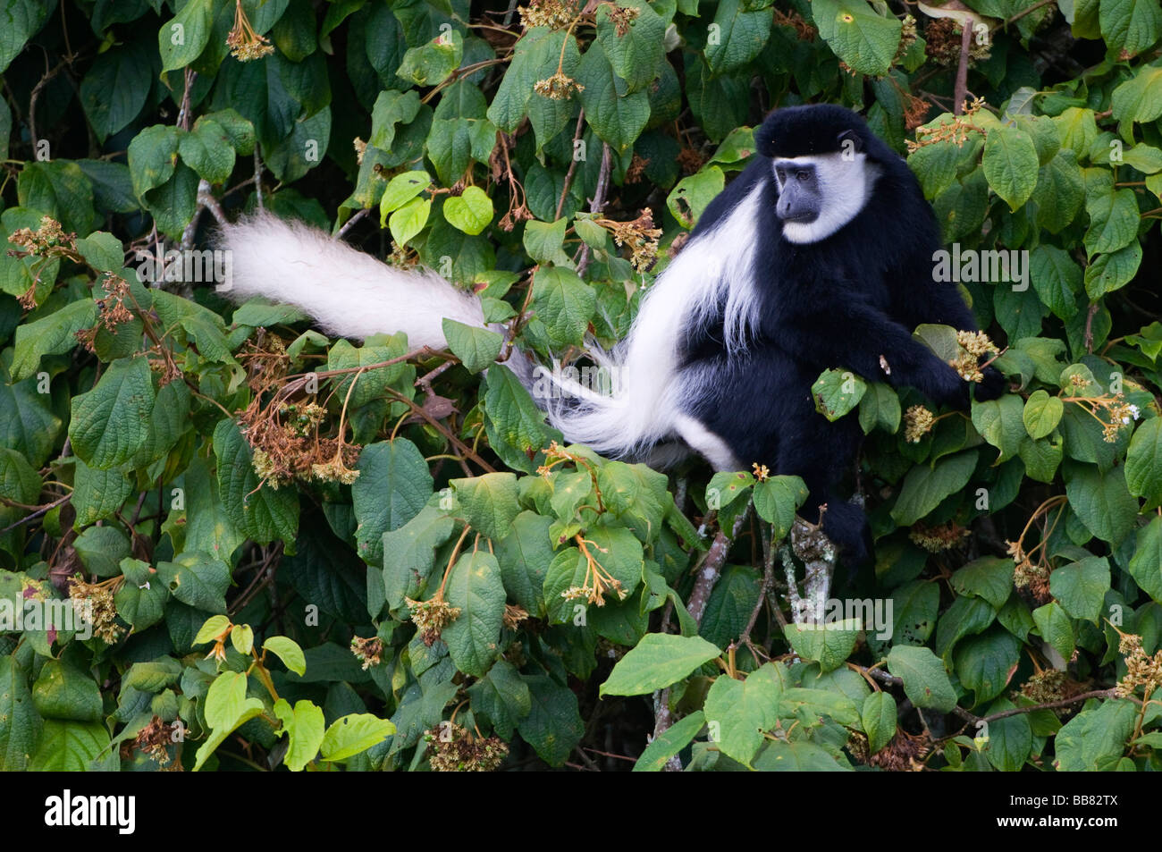 Mantled (Guereza Colobus guereza), in cerca di cibo, Monte Kenya National Park, Kenya, Africa orientale Foto Stock