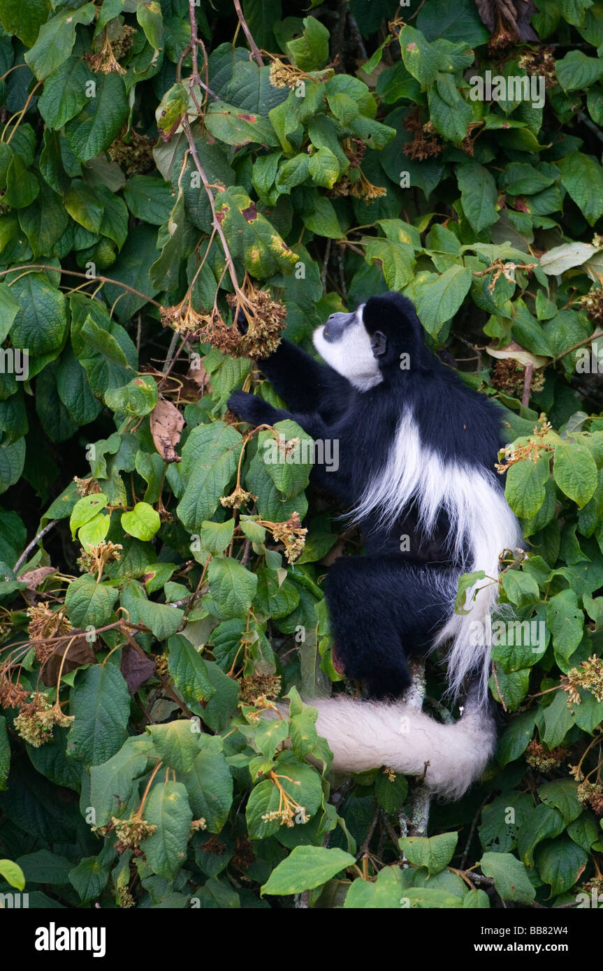 Mantled (Guereza Colobus guereza), in cerca di cibo, Monte Kenya National Park, Kenya, Africa orientale Foto Stock