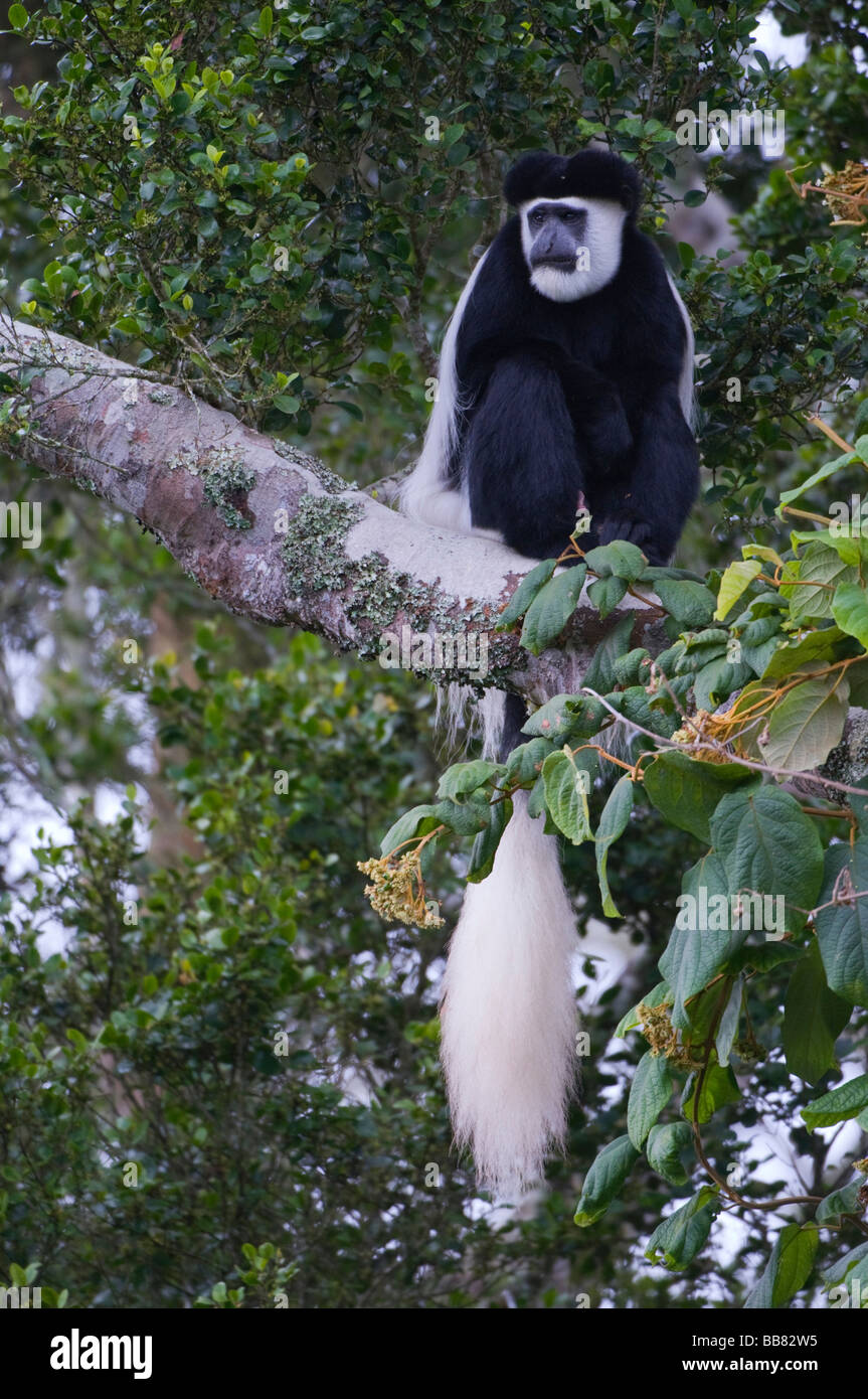 Mantled (Guereza Colobus guereza), Monte Kenya National Park, Kenya, Africa orientale Foto Stock