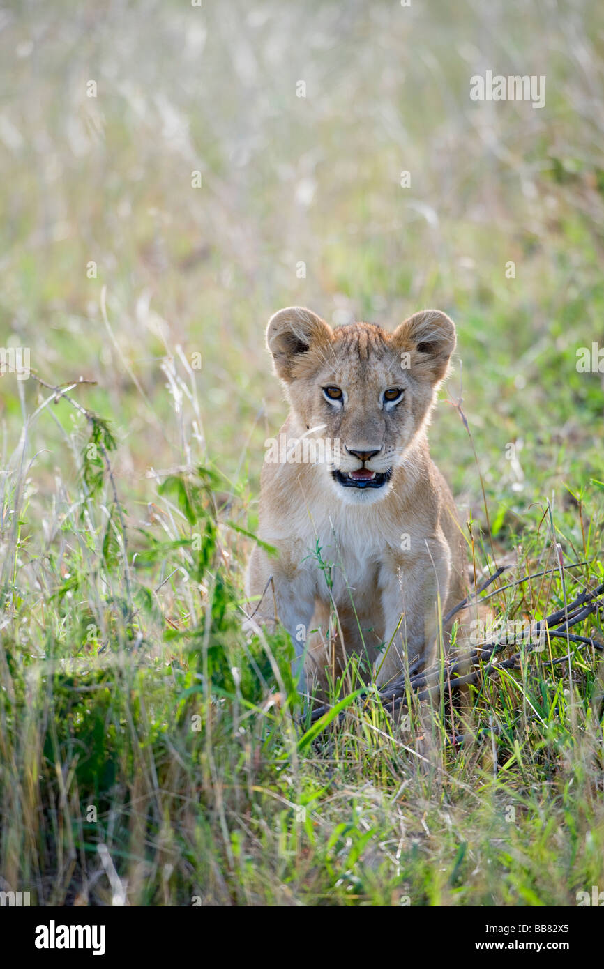 Lion (Panthera leo), cub, il Masai Mara riserva nazionale, Kenya, Africa orientale Foto Stock
