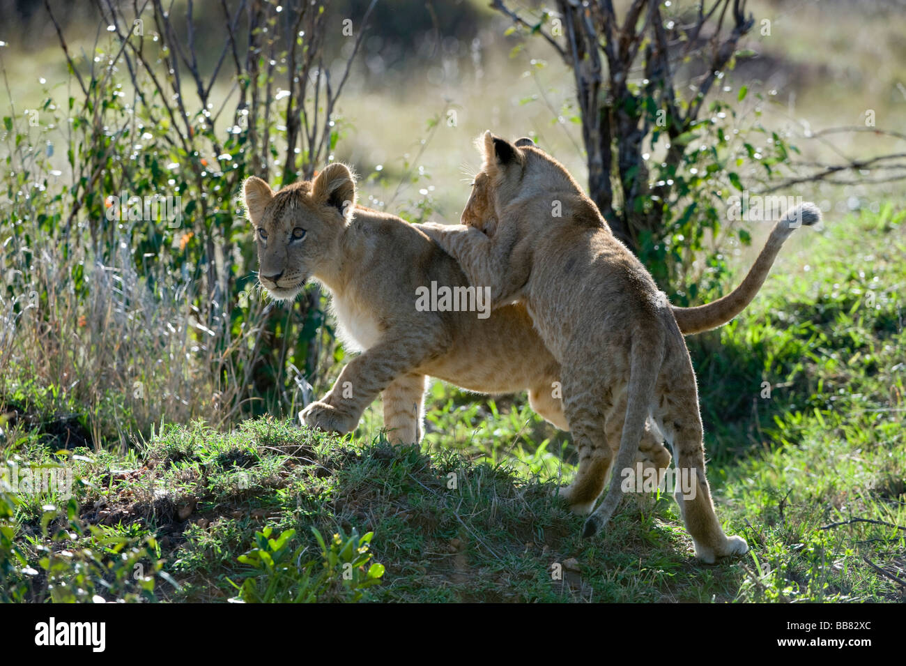 Lion (Panthera leo), cubs giocando, il Masai Mara riserva nazionale, Kenya, Africa orientale Foto Stock