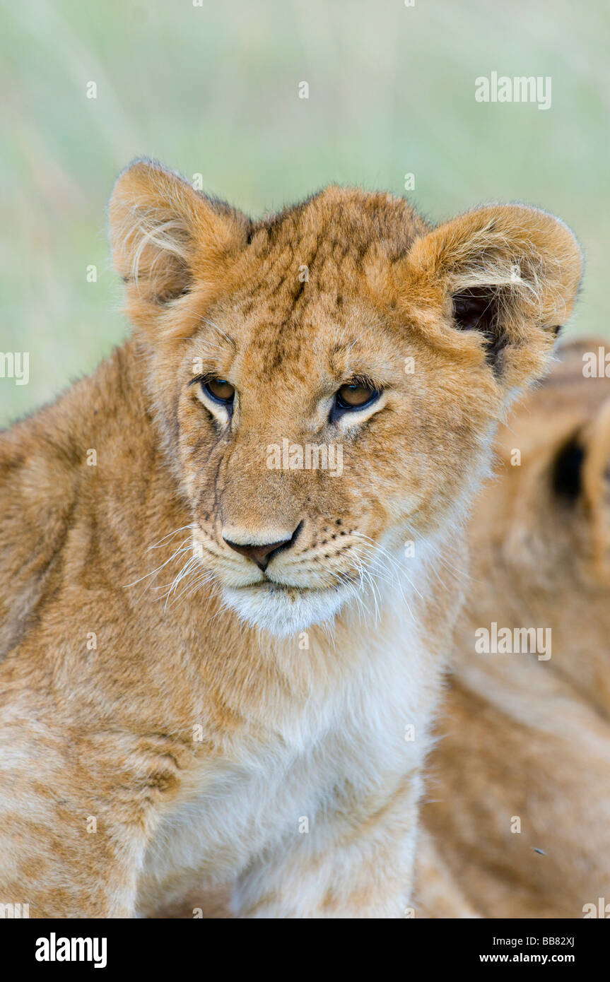 Leonessa (Panthera leo), cub, ritratto, il Masai Mara riserva nazionale, Kenya, Africa orientale Foto Stock