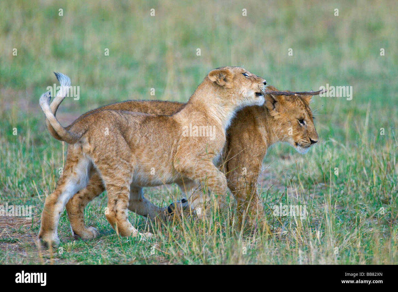 Leonessa (Panthera leo), cubs giocando, il Masai Mara riserva nazionale, Kenya, Africa orientale Foto Stock