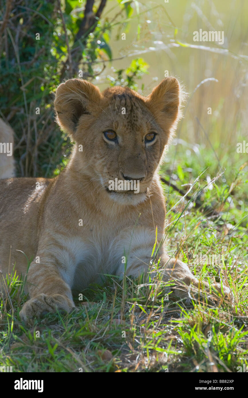 Leonessa (Panthera leo), cub, ritratto, il Masai Mara riserva nazionale, Kenya, Africa orientale Foto Stock