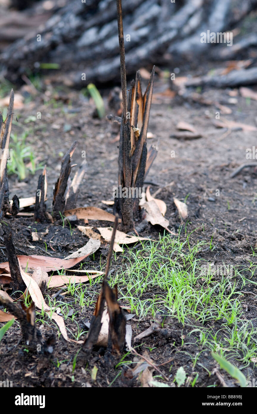 Nuovi germogli verdi ed erba che cresce dal terreno bruciato sei settimane dopo un bushfire Foto Stock