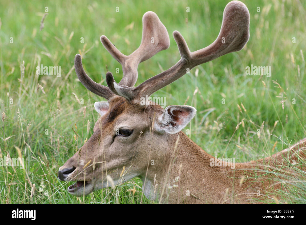 In prossimità della testa e corna di velluto di Daini Buck Dama Dama prese a Dunham Massey National Trust Reserve, Cheshire, Regno Unito Foto Stock