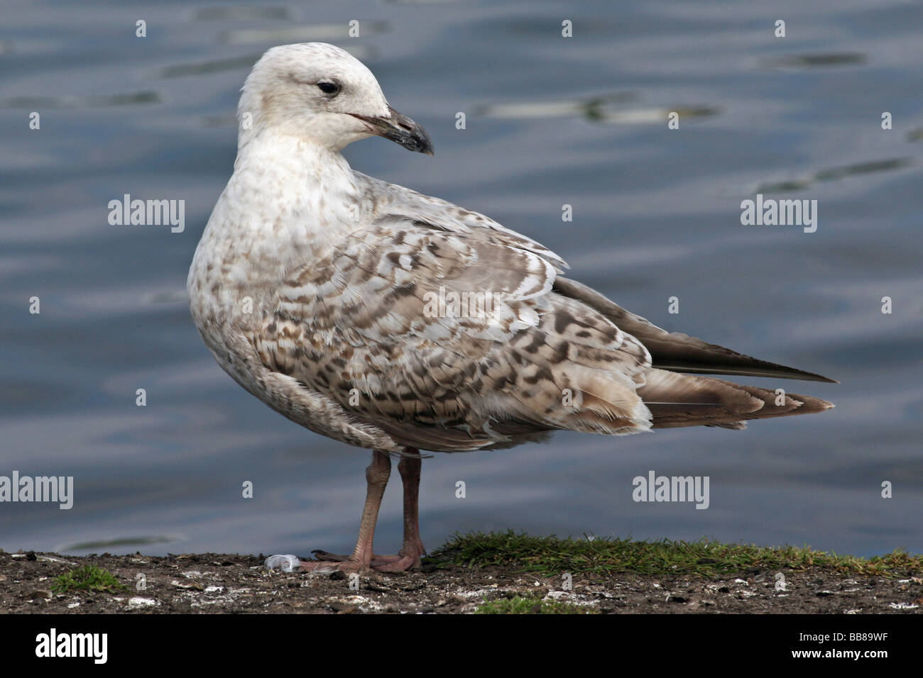 Juvenille Herring Gull Larus argentatus stando a terra Foto Stock