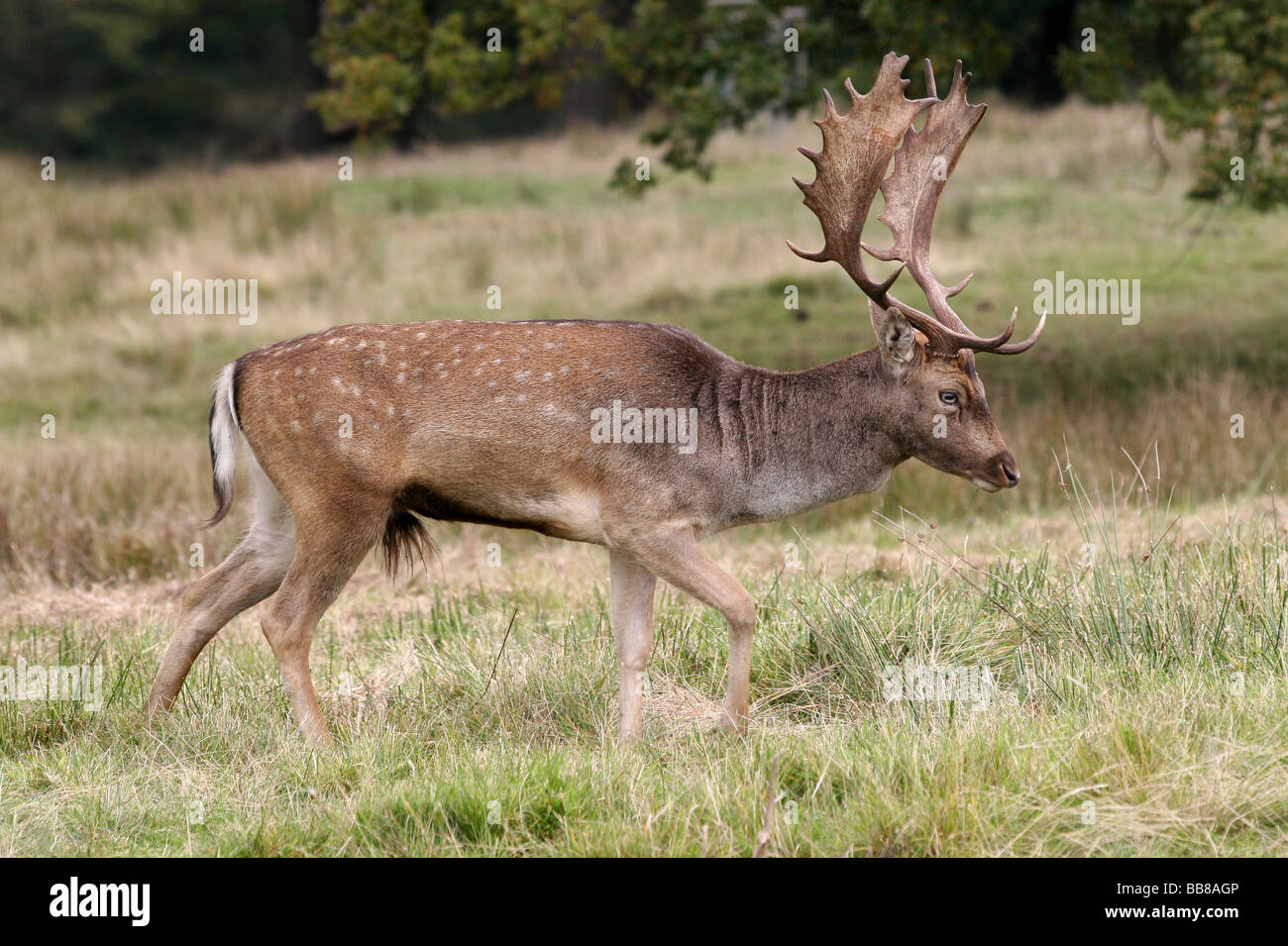 Vista laterale del Daino Buck Dama Dama sfilano in prese Rut a Lyme Park National Trust Reserve, Cheshire, Regno Unito Foto Stock