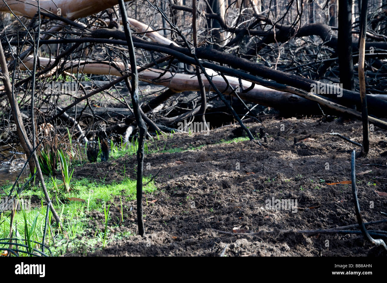 Nuovi germogli verdi ed erba che cresce dal terreno bruciato sei settimane dopo un bushfire Foto Stock