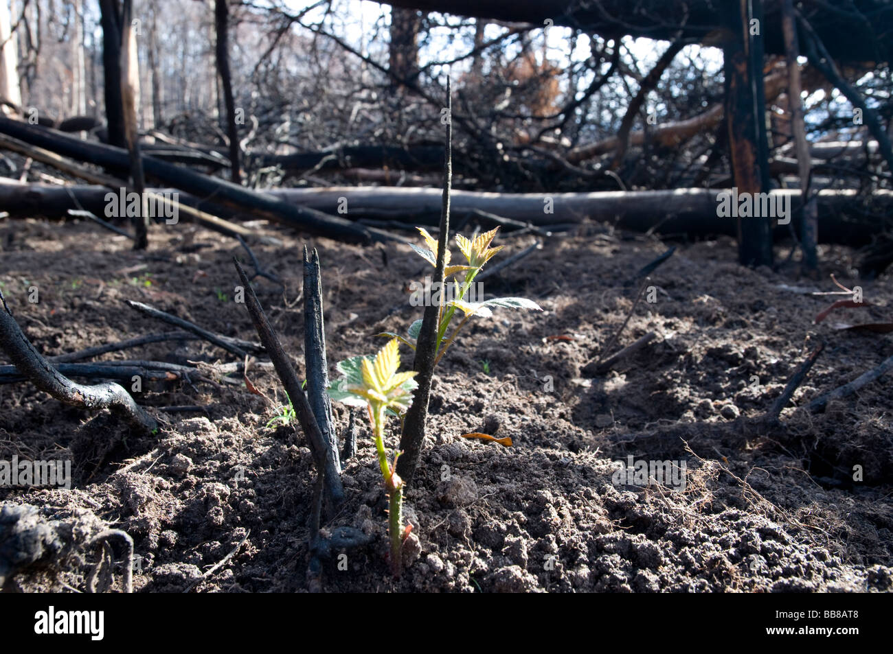 Nuovi germogli verdi che cresce dal terreno bruciato sei settimane dopo un bushfire Foto Stock