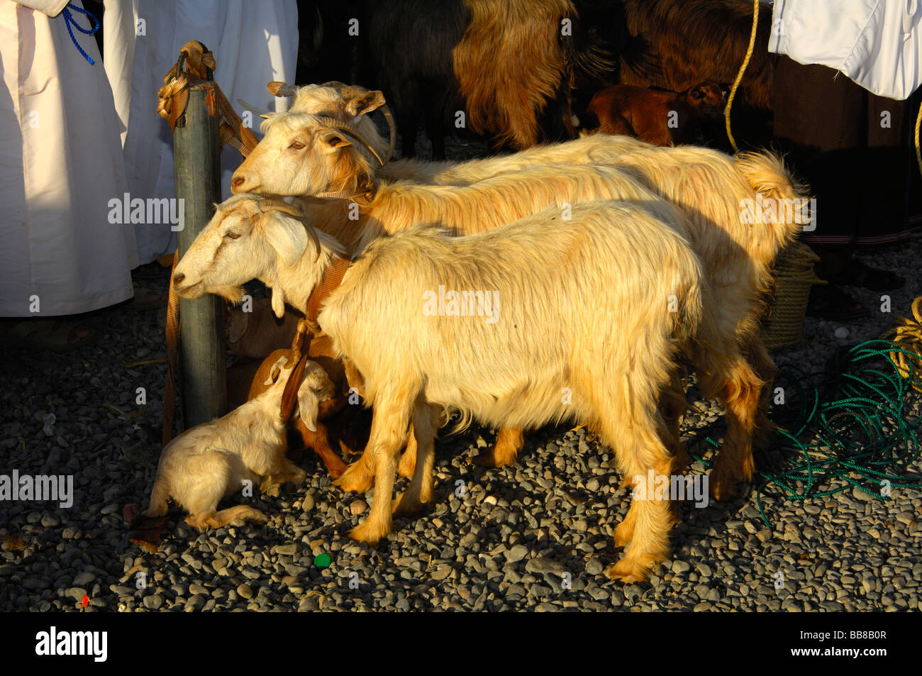 Capre in vendita presso il Nizwa mercato di capra, il sultanato di Oman Foto Stock