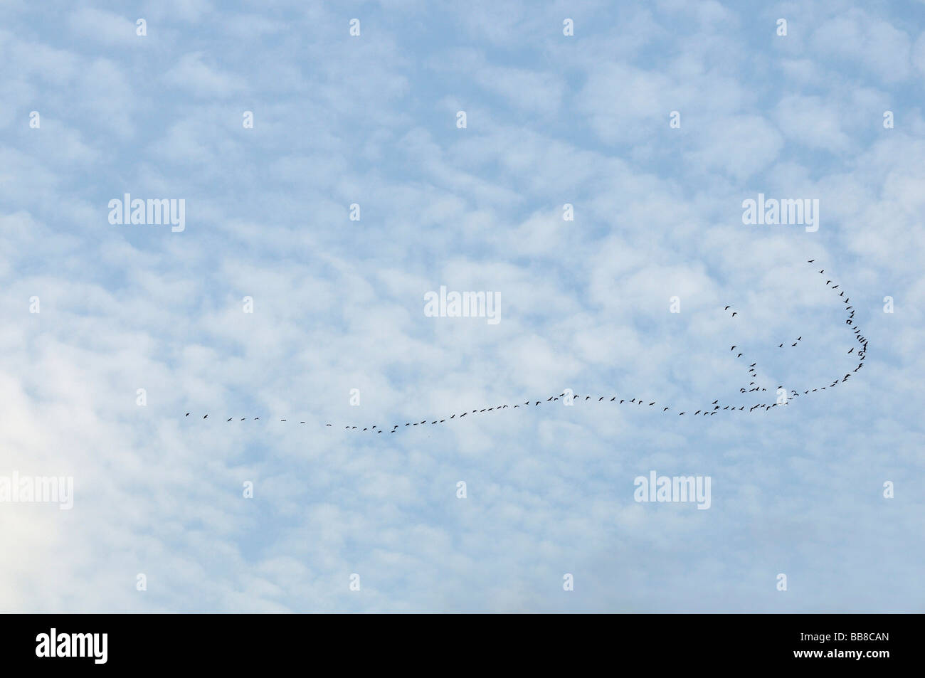 Formazione covey delle gru contro il cielo con un velo di nuvole, tipica di una formazione di volo Foto Stock