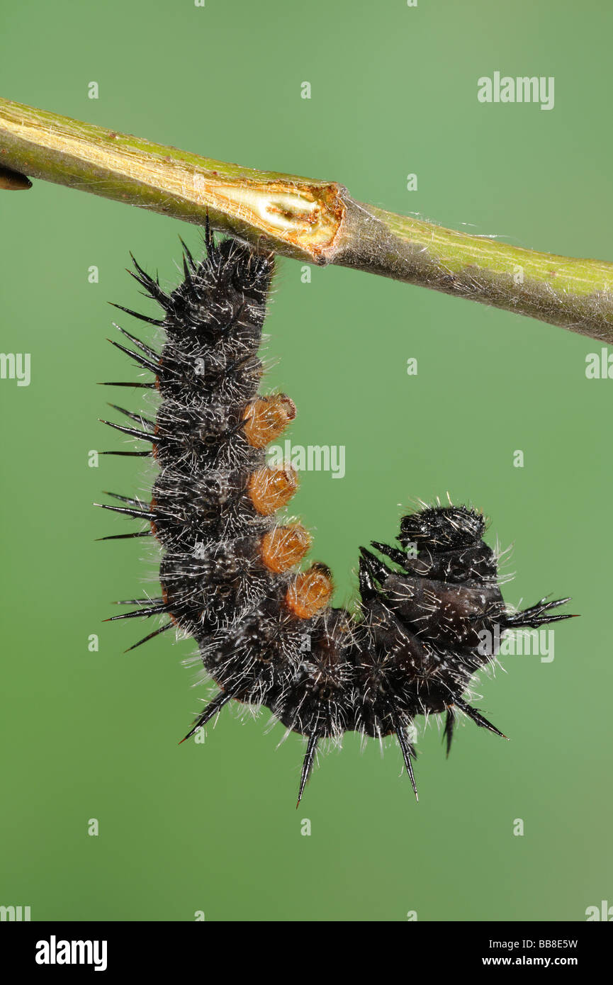 Camberwell Beauty Larva - Nymphalis antiopa - Pronto per il cambiamento in un pupa Foto Stock