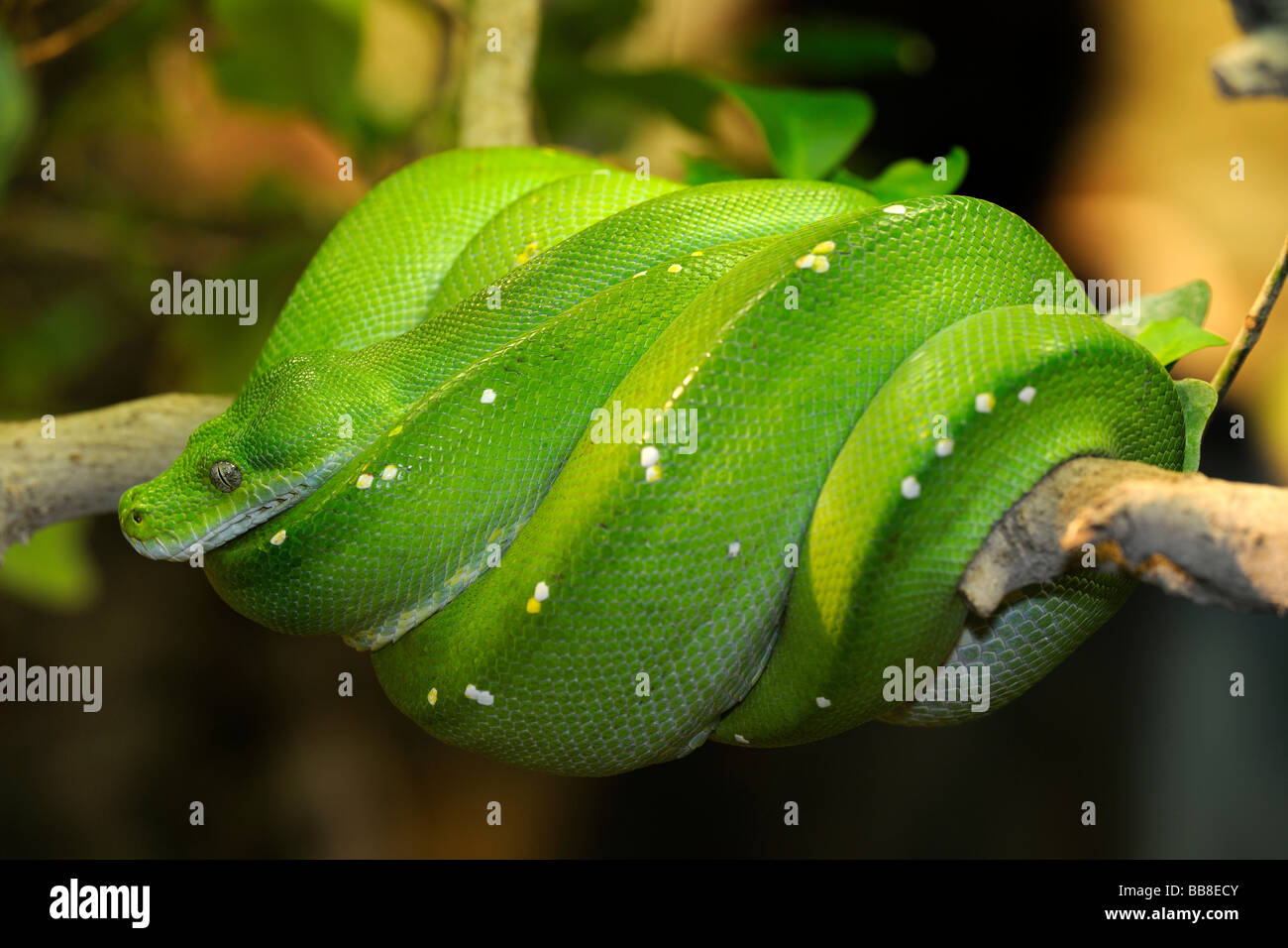 Green Tree python (Morelia viridis, Chondropython viridis) Foto Stock