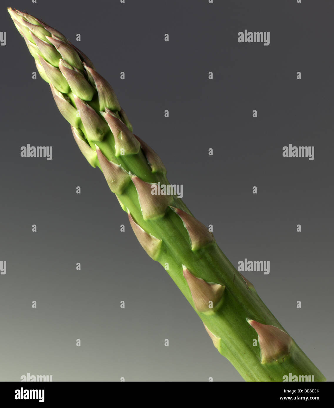 Singola punta di asparagi Foto Stock
