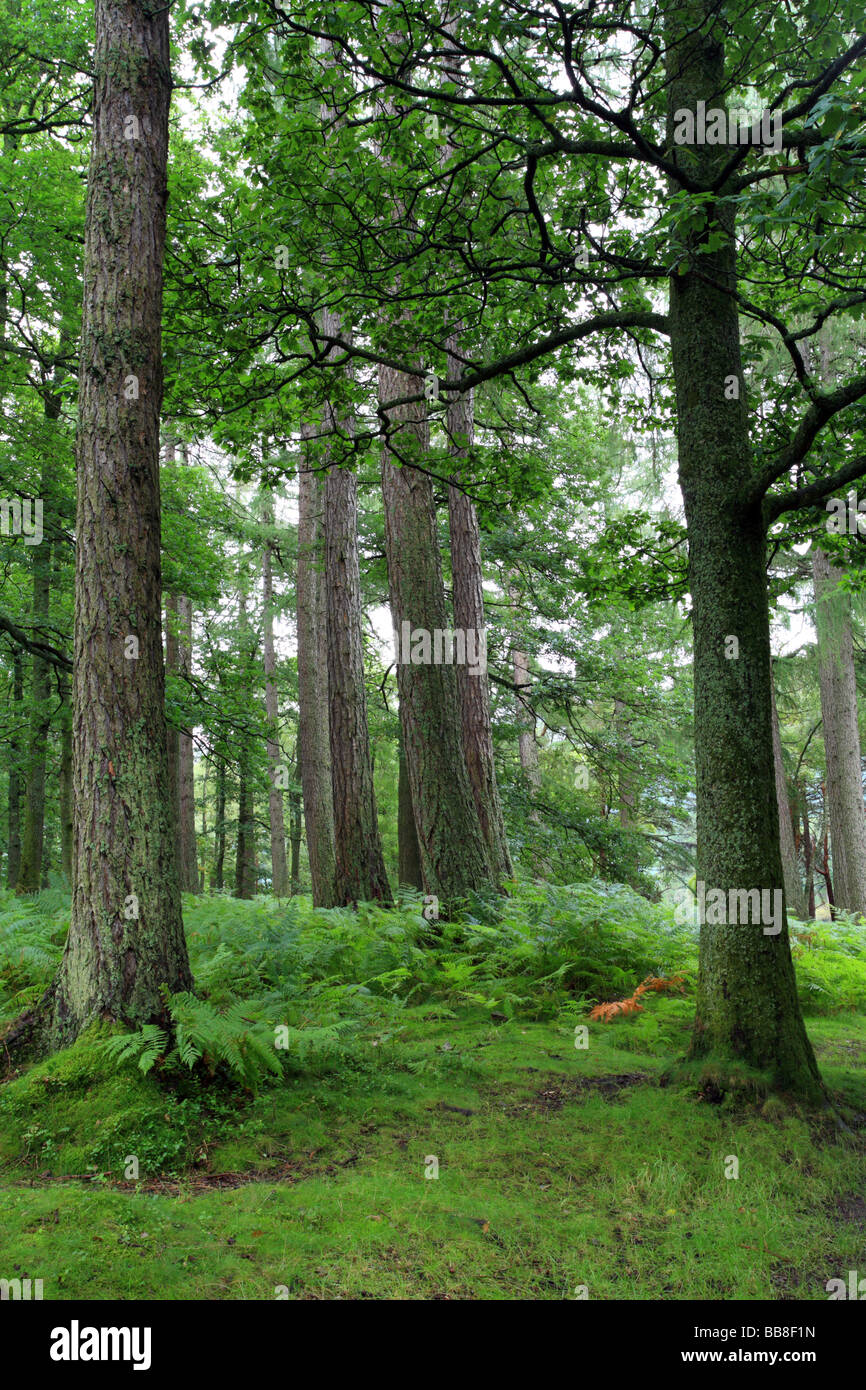 Foresta di pino silvestre, Derwent Water shore, Lake District inglese, Cumbria. Verde Foto Stock