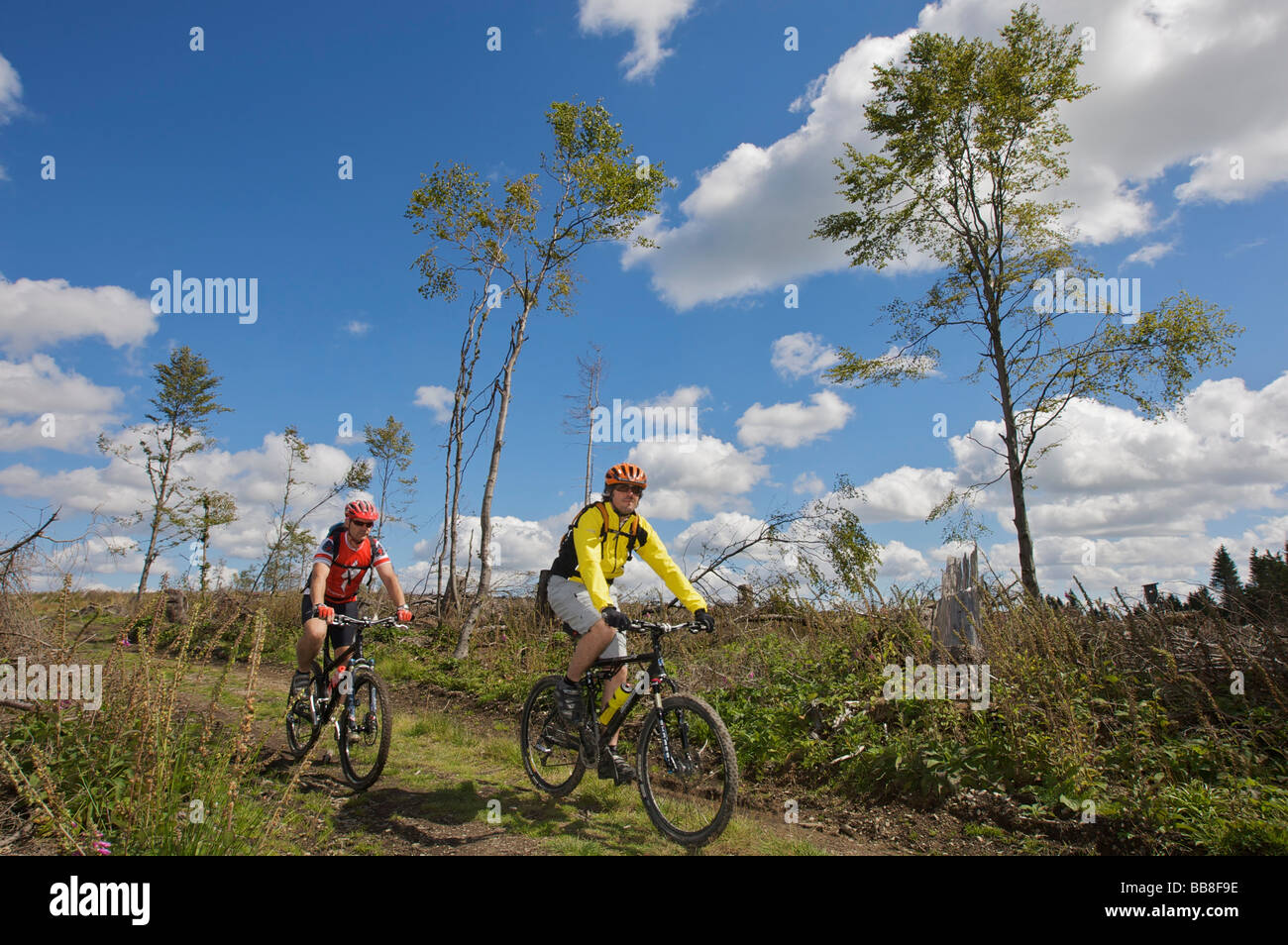 I ciclisti che percorrono il confine ridgeway, deforestato dal ciclone Kirill, tra la Renania settentrionale-Vestfalia e l'Assia, Foto Stock