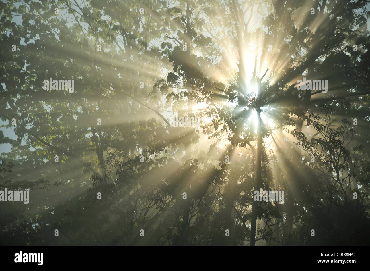 Raggi di sole proveniente attraverso gli alberi con la nebbia migliorando la luce Foto Stock