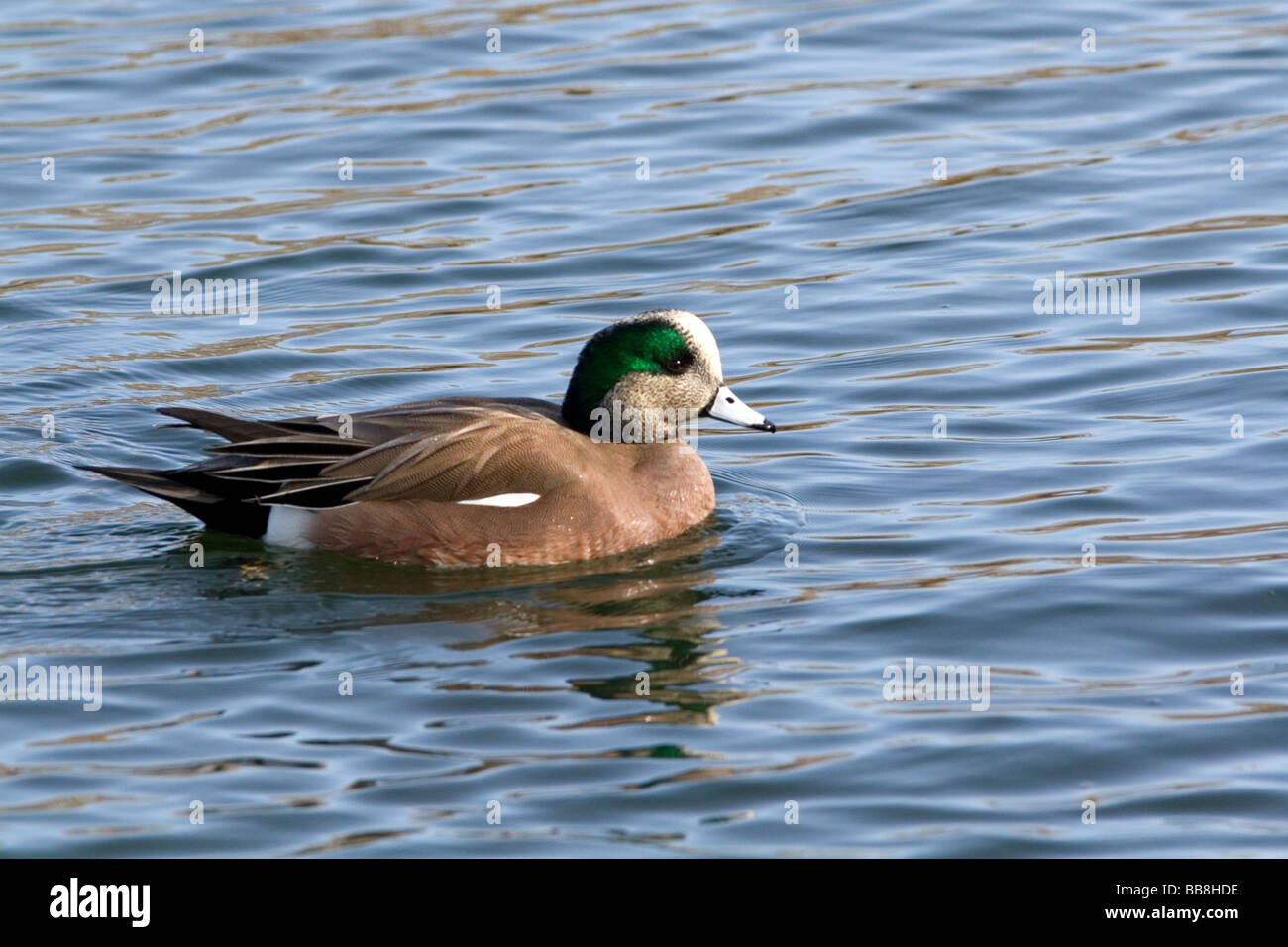 Maschio Wigeon americano a Boise Idaho USA Foto Stock