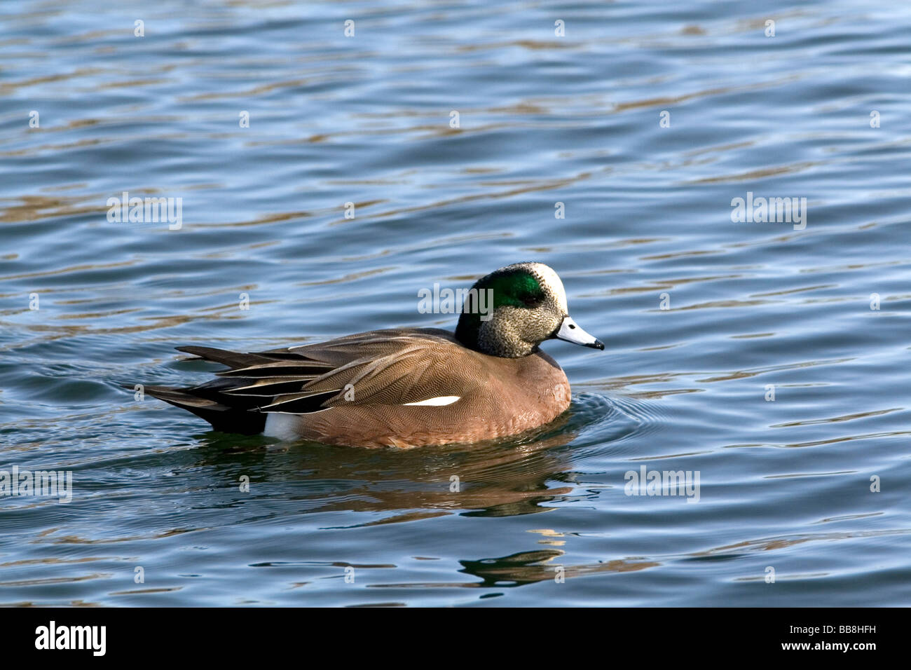 Maschio Wigeon americano a Boise Idaho USA Foto Stock