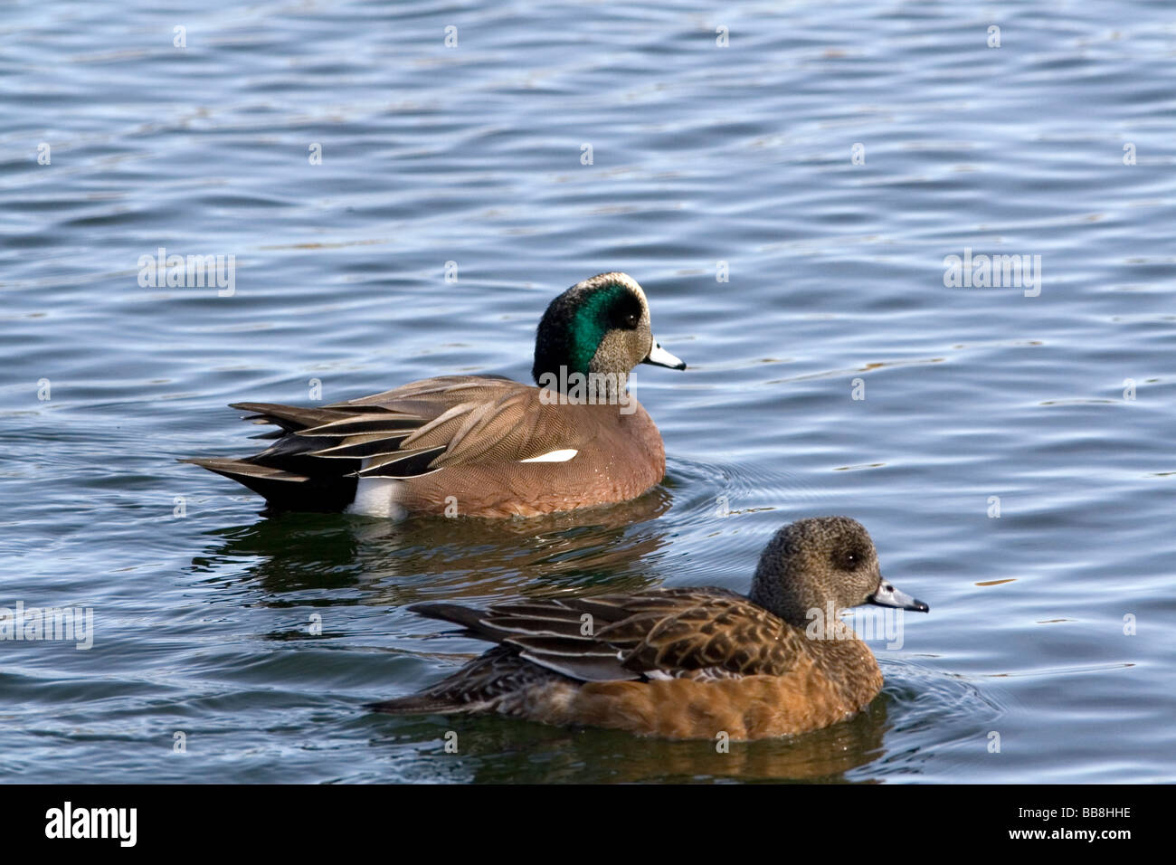 Maschio e femmina Wigeon americano a Boise Idaho USA Foto Stock