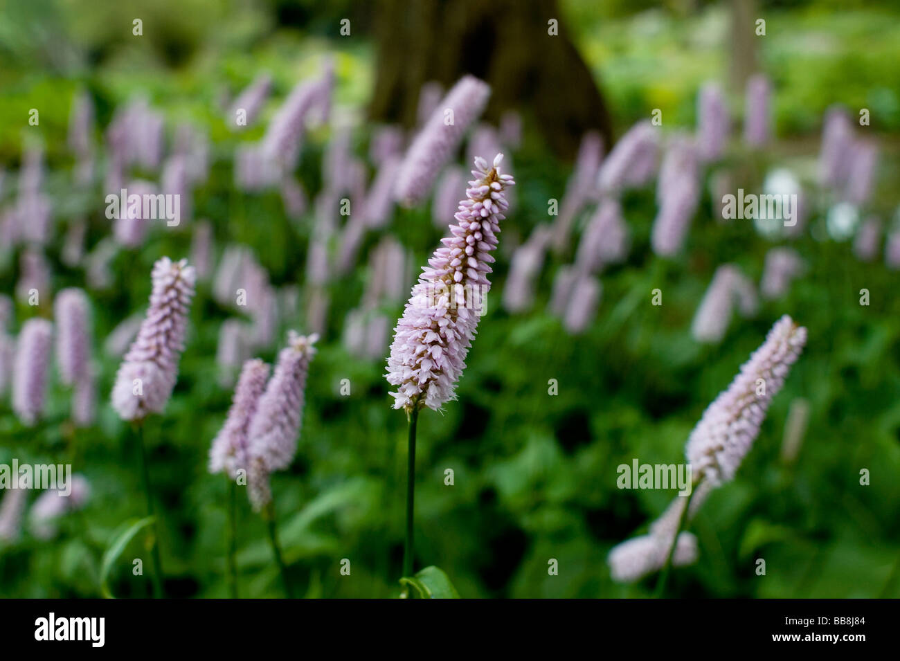 Il Beth Chatto Gardens Elmstead mercato vicino a Colchester Essex Polvcronum persicaria Bistor COPYRIGHT FOTOGRAFIA DI BRIAN HARRIS Foto Stock