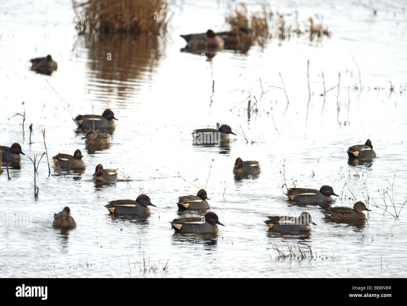 Wildfowl;anatre;Teal; 'c.Anas crecca';gruppo su acqua Foto Stock