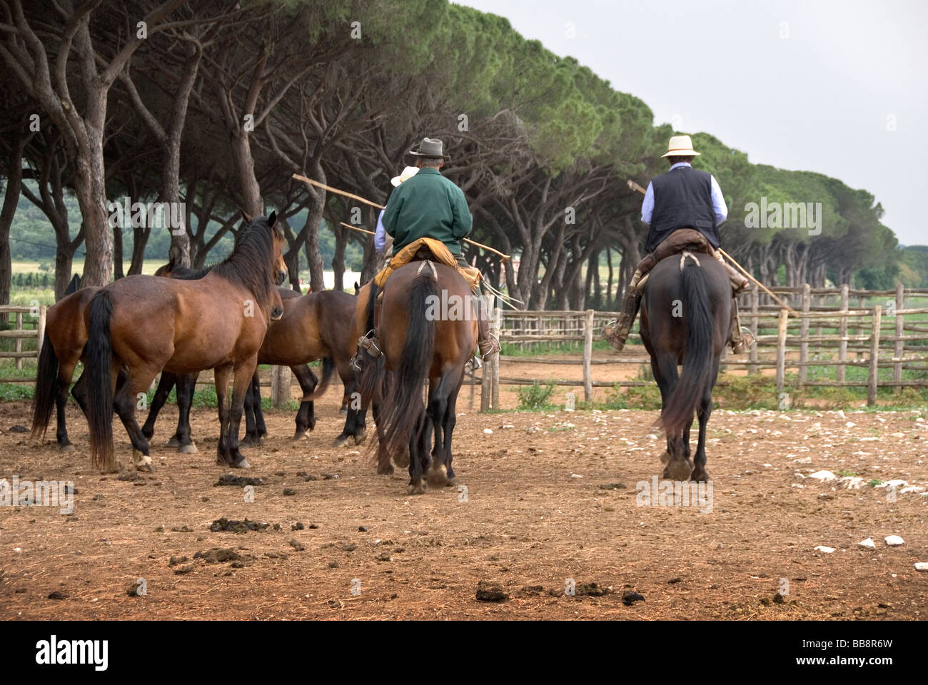 Un team di lavoro della Maremma cavalieri chiamato i butteri, corale i loro cavalli nelle prime ore del mattino dopo un rituale di sella. Foto Stock