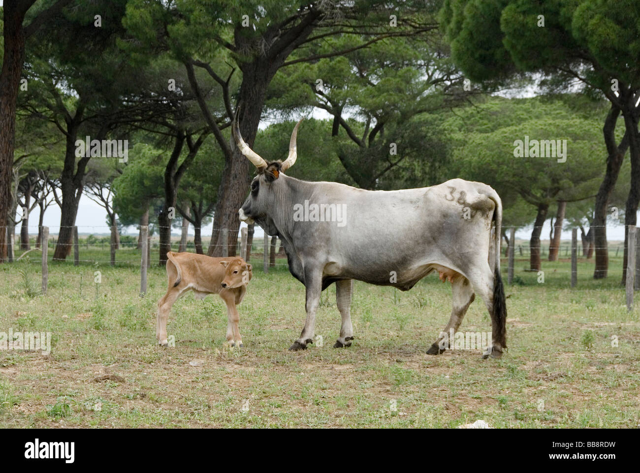 Maremma vacca e vitello neonato in alberese Parco Nazionale Foto Stock