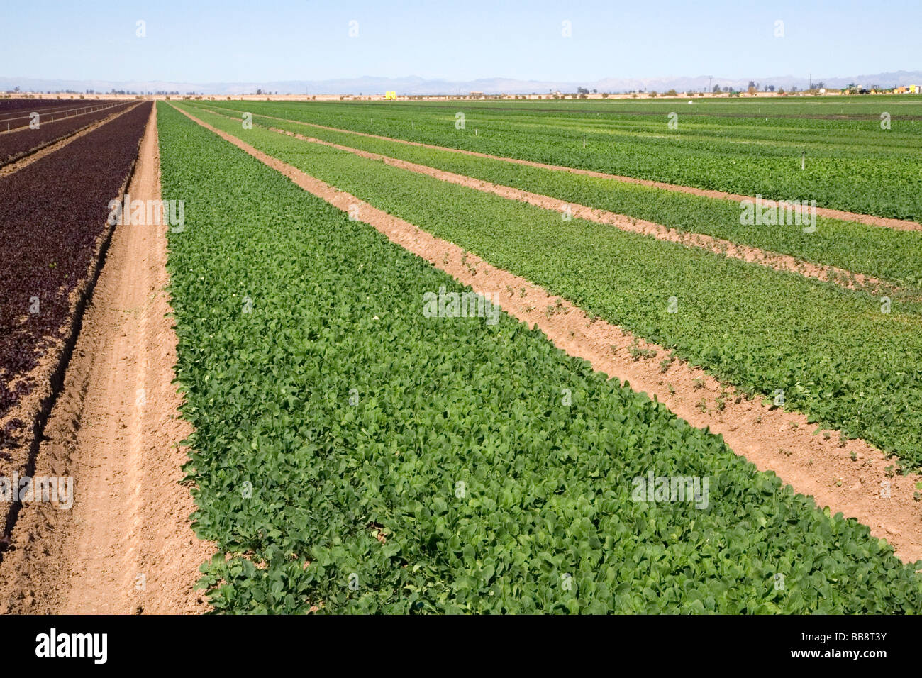 File di lattuga crescente nella Valle Imperiale nei pressi di El Centro Sud della California USA Foto Stock