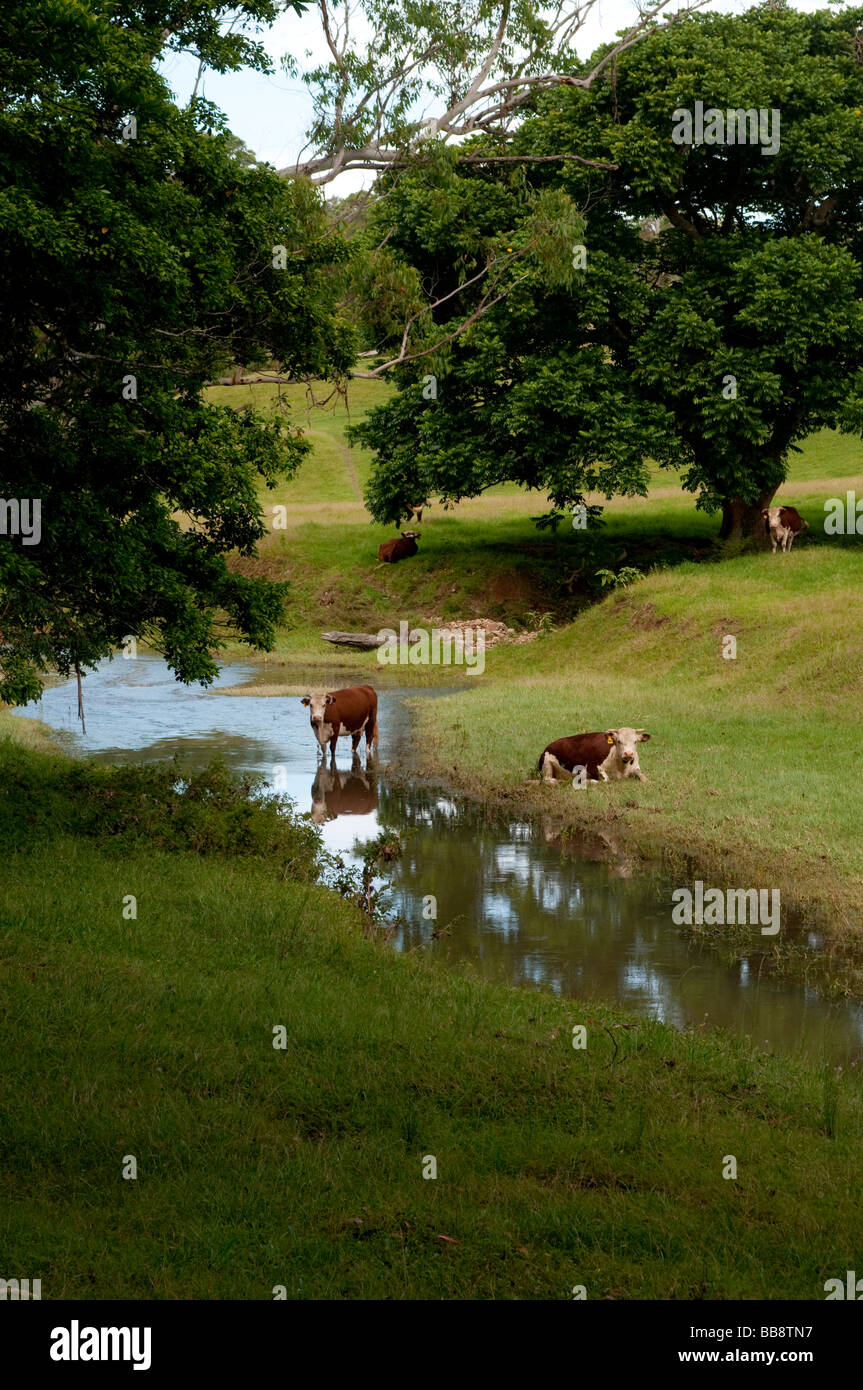 Scena pastorale nella campagna terrestre di Coffs Harbour regione NSW Australia Foto Stock