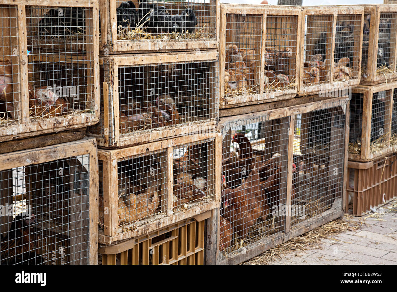 Uccelli e animali in gabbie per la vendita al mercato Sineu Mallorca Spagna Spain Foto Stock