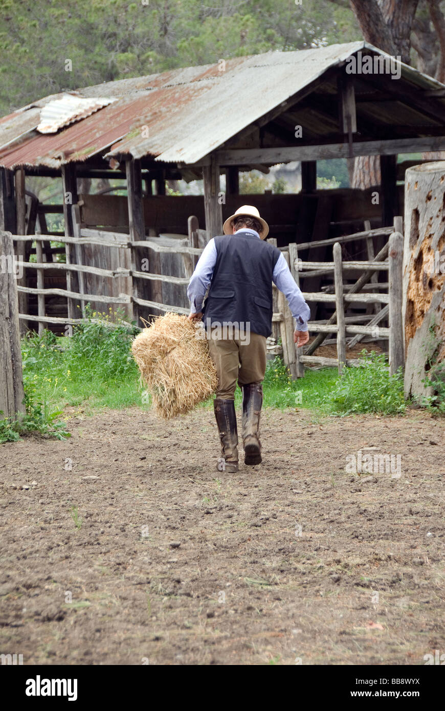 Maremma cowboy chiamato Butteri alla ricerca di lavoro dopo cavalli selvaggi nella sua cura Foto Stock