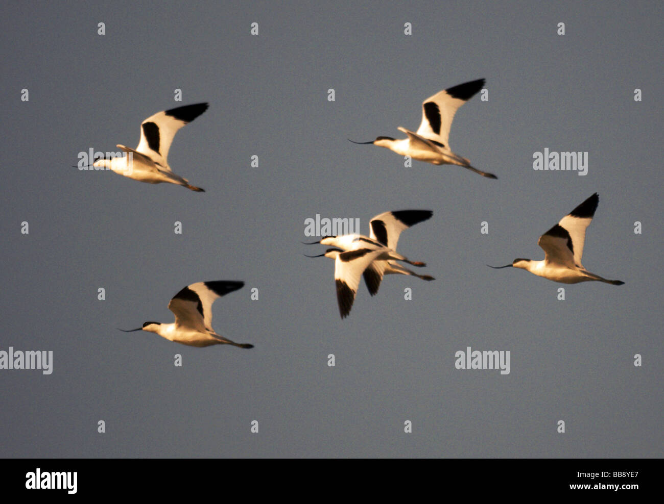 Trampolieri;Avocet;Recurvirostra avosetta;sei in volo Foto Stock