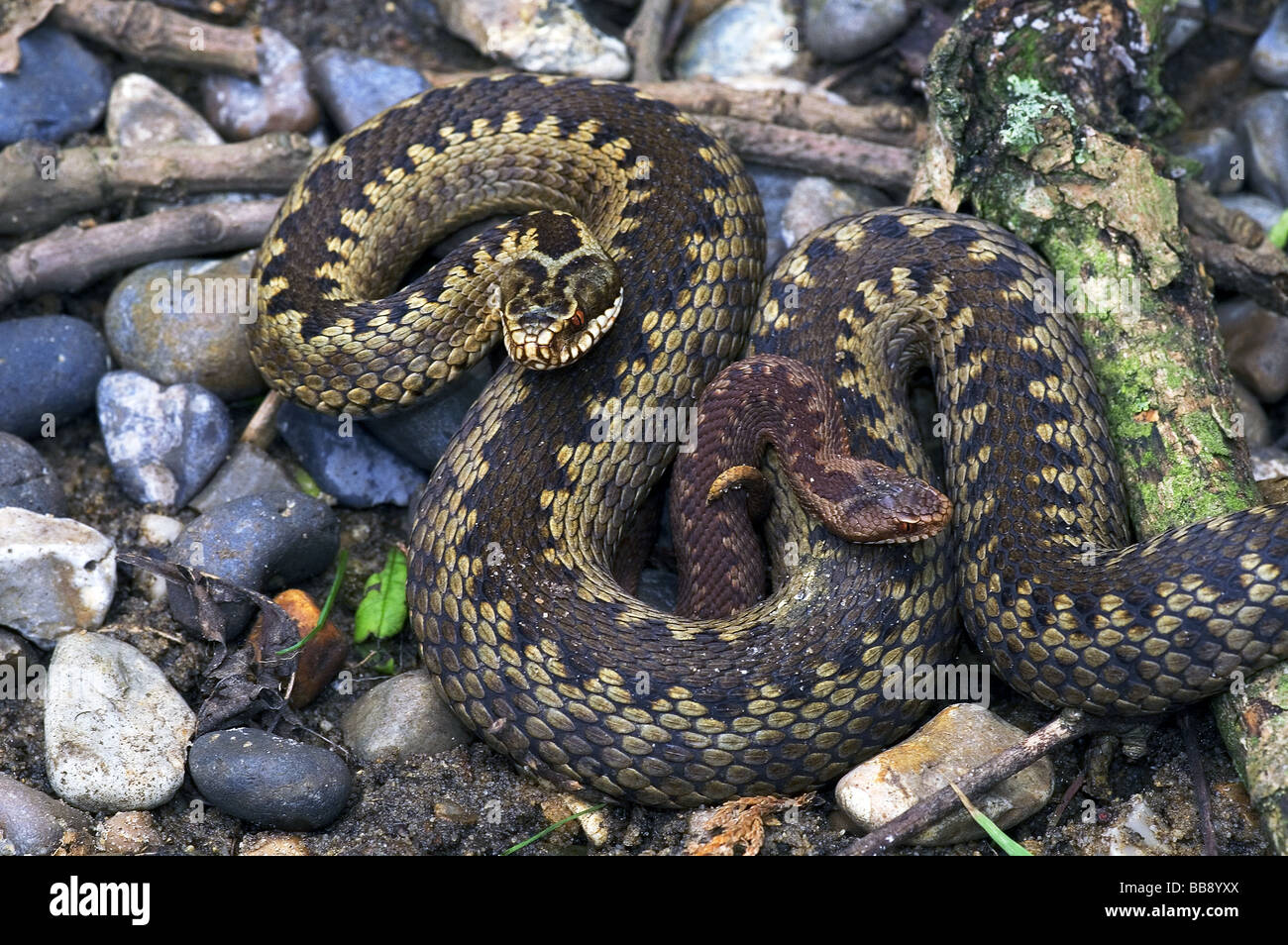 Rettili;serpenti;sommatore;"Vipera berus"; gravido incinta [ ] femmina con un sommatore di giovani seduti nelle sue spire.su pietre di fiume. Foto Stock