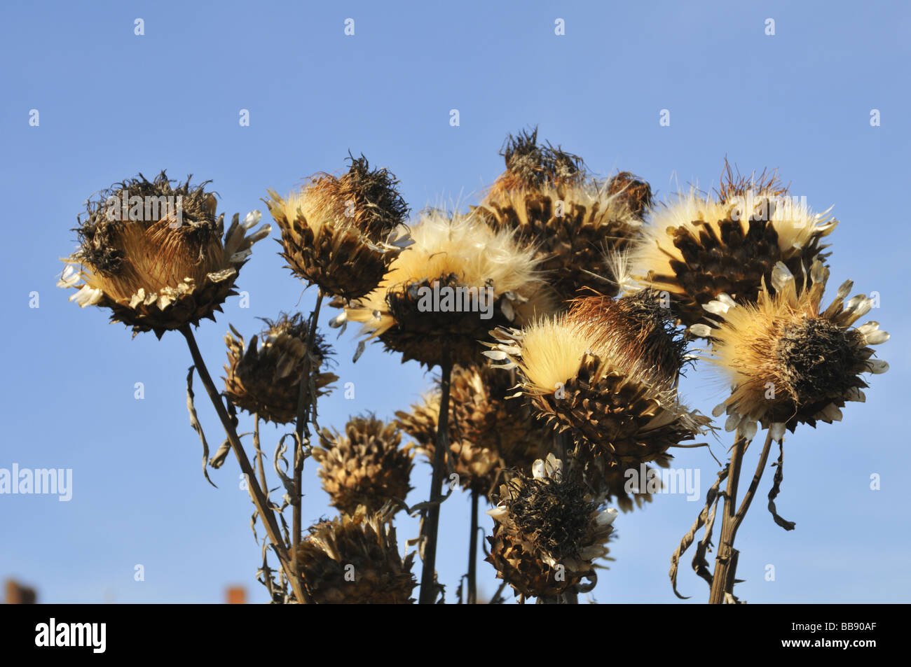 Piante secche di Cardoon a Fontevraud-l'Abbaye, Maine-et-Loire, Pays de la Loire. Francia. Europa. Foto Stock